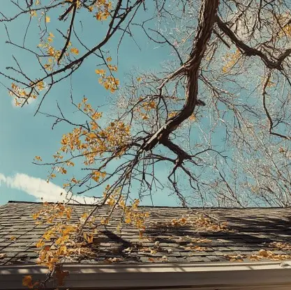 no have trees do this