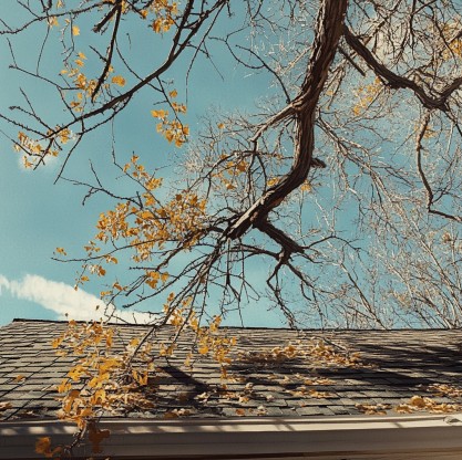 a tree hanging over a roof